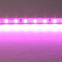 Светодиодная лента Lightstar 12W/m 120LED/m розовый 5M 420512